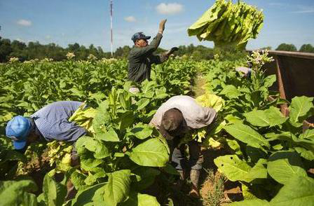 巴基斯坦的農業