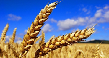 關于申報2019年度內蒙古師范大學鴻德學院院級科研獎勵的通知